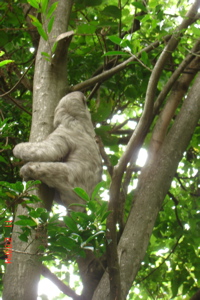 Sloth at InBio Park - perezoso en InBio