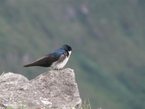 MachuPicchu 12