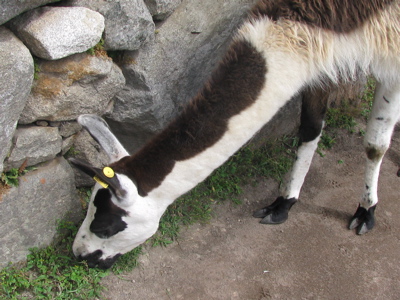 MachuPicchu 8