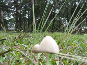 Mushrooms at potrero