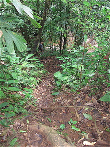 Trail in Los Patos sector - Sendero en sector Los Patos 