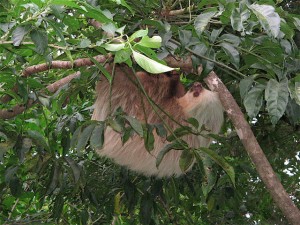 Two-finger sloth in my garden. PEREZOSO DE DOS DEDOS EN MI JARDIN.