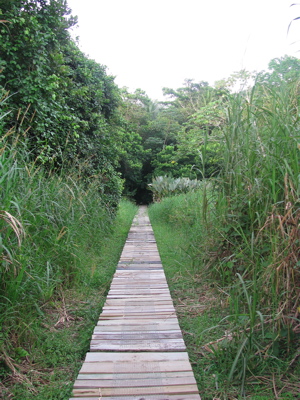 Baru trail