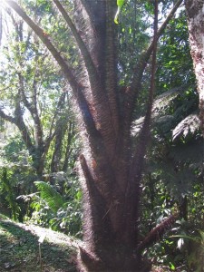 Tree at Mirador